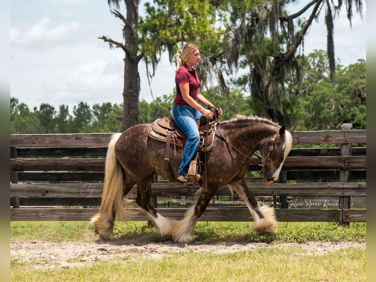 Tinker Caballo castrado 3 años 140 cm in Morriston, FL
