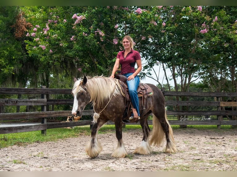 Tinker Caballo castrado 3 años 140 cm in Morriston, FL