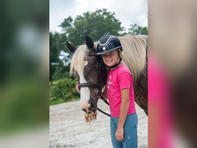 Tinker Caballo castrado 3 años 140 cm in Morriston, FL