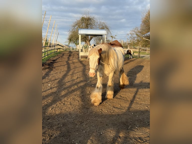 Tinker Caballo castrado 3 años 140 cm Pío in Tettnang