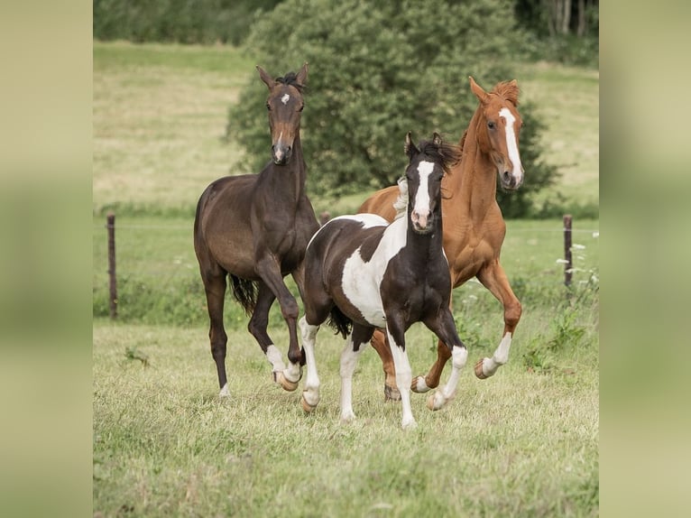 Tinker Mestizo Caballo castrado 3 años 140 cm Pío in Wiesbaum
