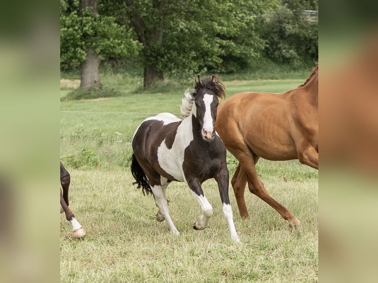Tinker Mestizo Caballo castrado 3 años 140 cm Pío in Wiesbaum