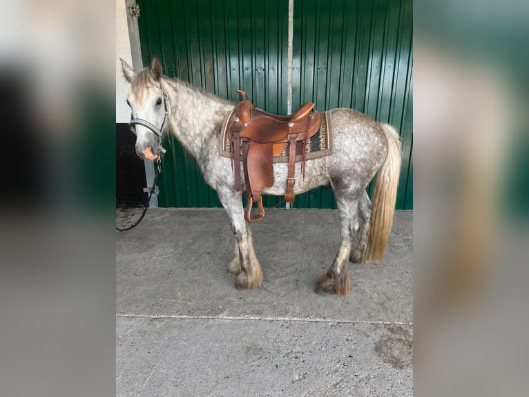 Tinker Caballo castrado 3 años 140 cm Tordo rodado in Lathen