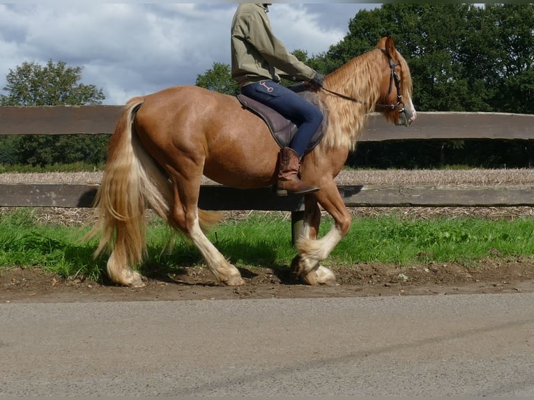Tinker Caballo castrado 3 años 141 cm Alazán in Lathen