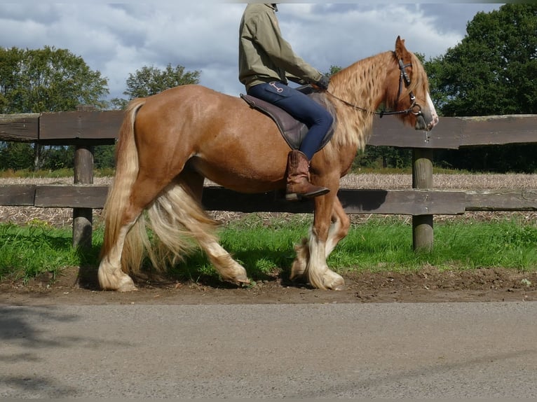 Tinker Caballo castrado 3 años 141 cm Alazán in Lathen