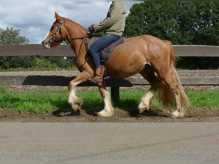 Tinker Caballo castrado 3 años 141 cm Alazán in Lathen
