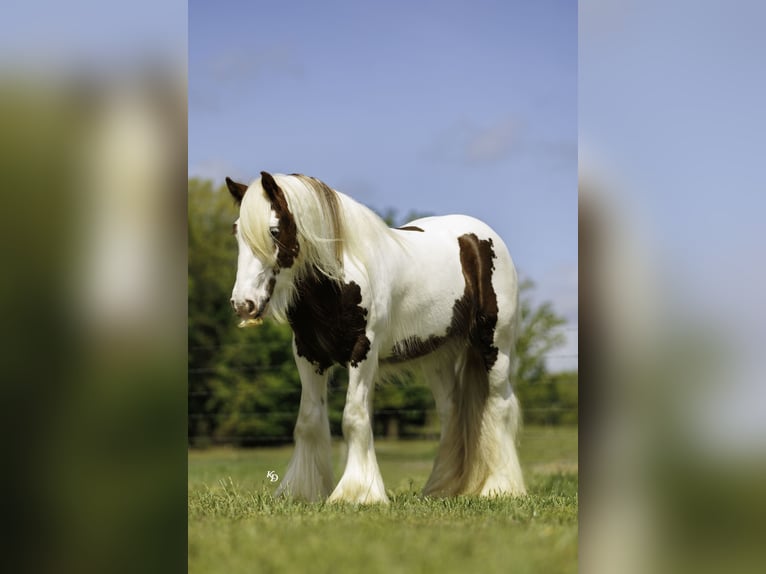 Tinker Caballo castrado 3 años 142 cm Tobiano-todas las-capas in Quitman, AR