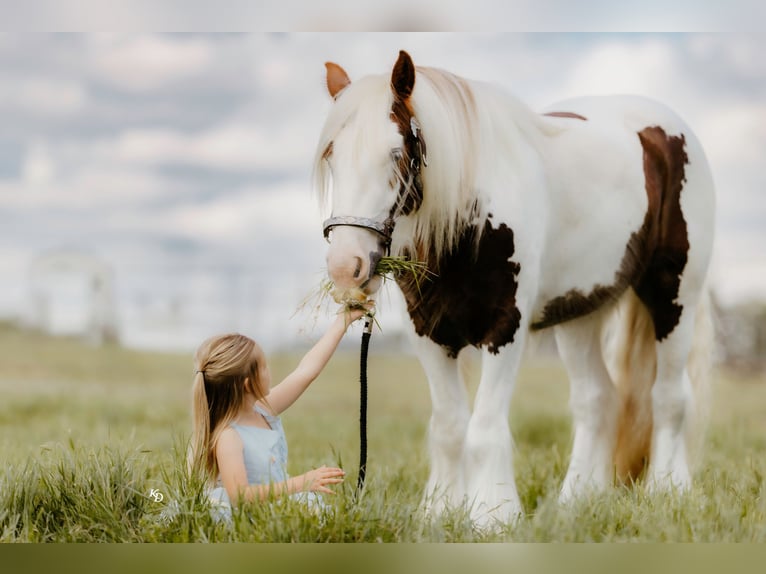 Tinker Caballo castrado 3 años 142 cm Tobiano-todas las-capas in Quitman, AR