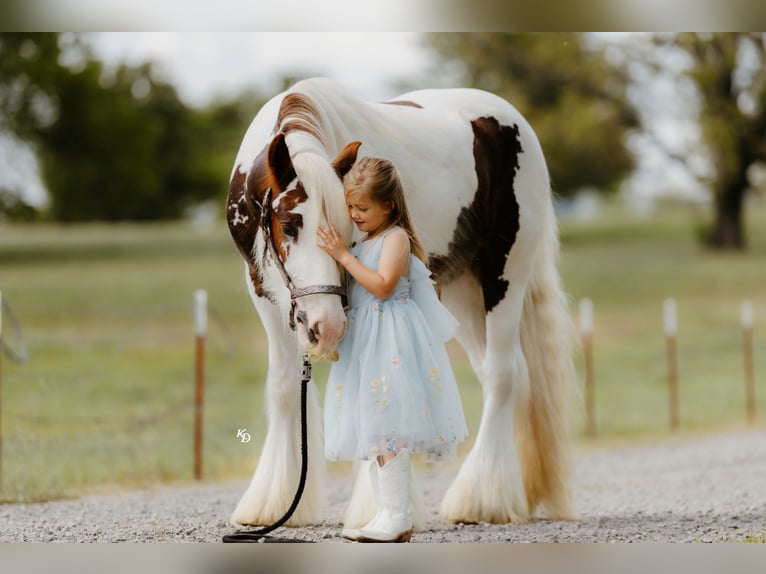 Tinker Caballo castrado 3 años 142 cm Tobiano-todas las-capas in Quitman, AR