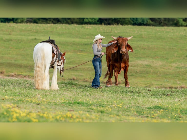 Tinker Caballo castrado 3 años 142 cm Tobiano-todas las-capas in Quitman, AR