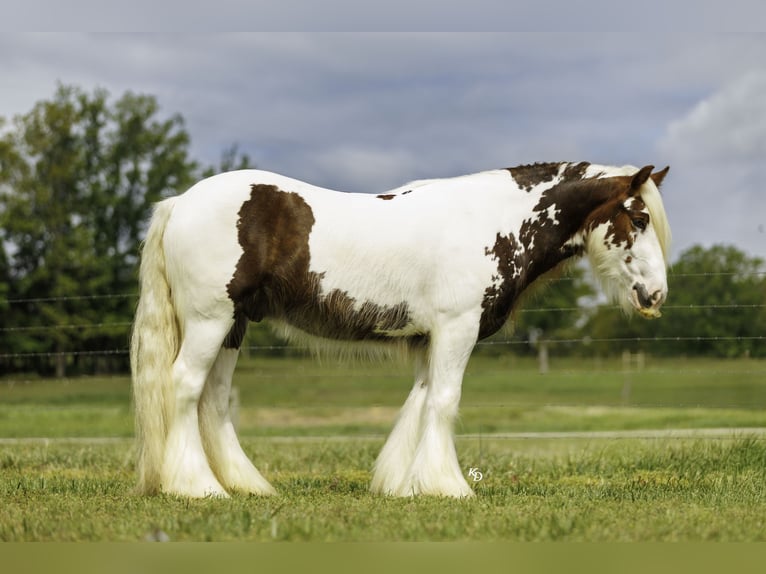 Tinker Caballo castrado 3 años 142 cm Tobiano-todas las-capas in Quitman, AR