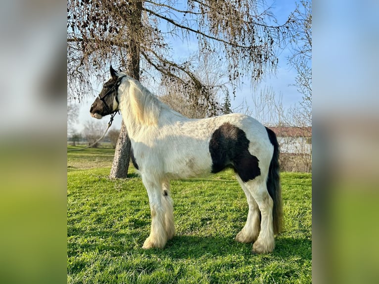 Tinker Caballo castrado 3 años 145 cm Pío in Achstetten
