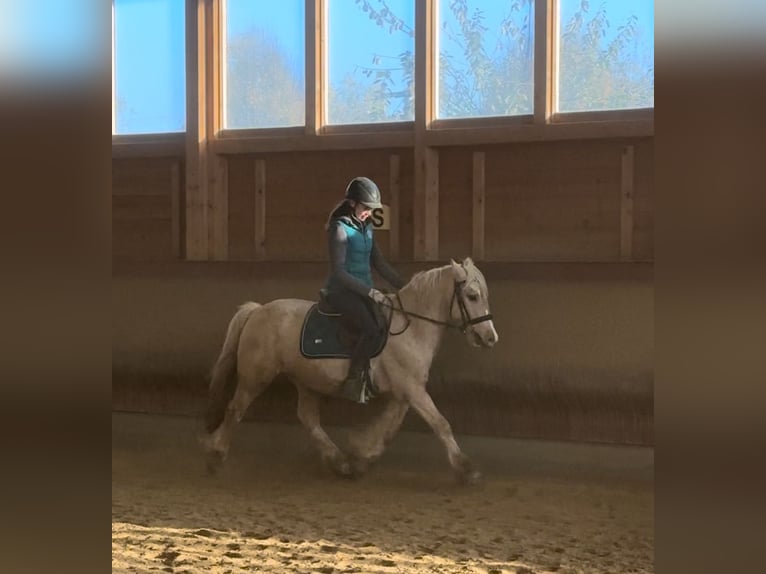 Tinker Caballo castrado 3 años 146 cm Palomino in Achstetten