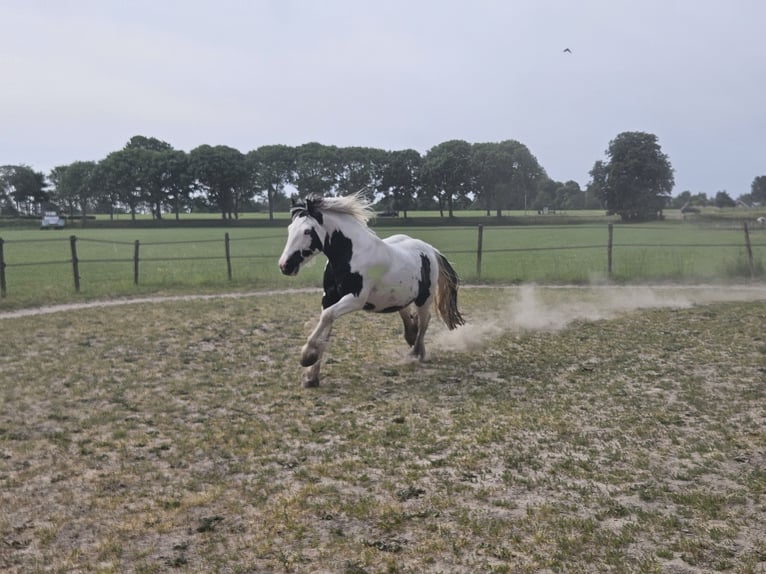 Tinker Caballo castrado 3 años 146 cm Pío in Montfoort