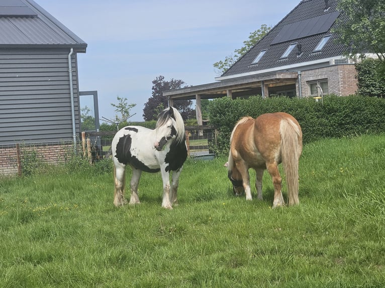 Tinker Caballo castrado 3 años 146 cm Pío in Montfoort