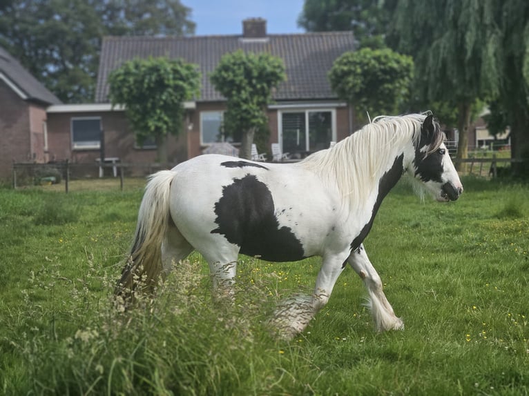 Tinker Caballo castrado 3 años 146 cm Pío in Montfoort