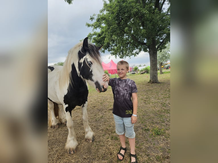Tinker Caballo castrado 3 años 146 cm Pío in Montfoort