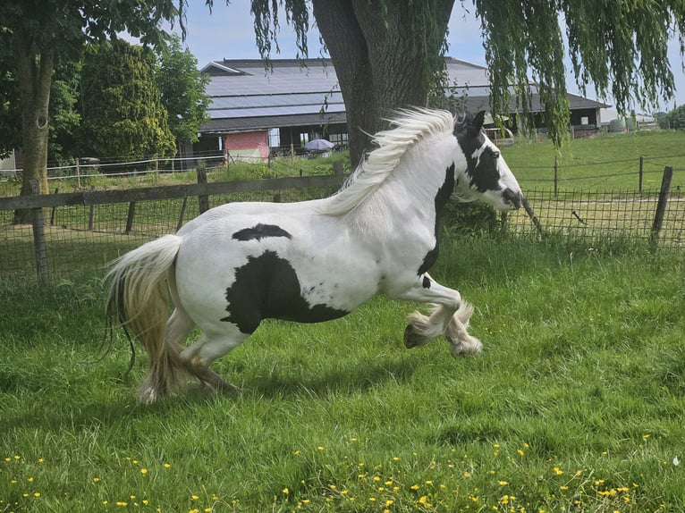 Tinker Caballo castrado 3 años 146 cm Pío in Montfoort