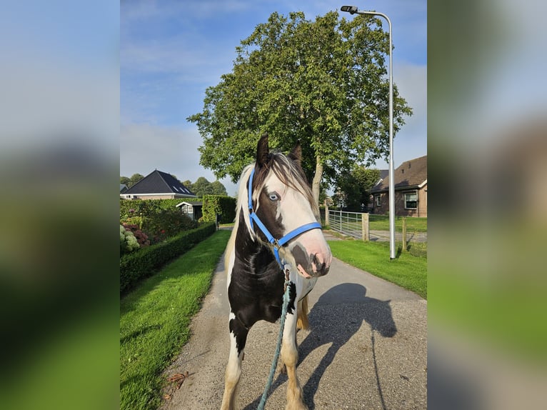 Tinker Caballo castrado 3 años 146 cm Pío in Montfoort