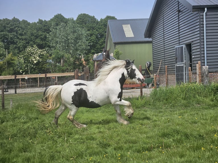 Tinker Caballo castrado 3 años 146 cm Pío in Montfoort