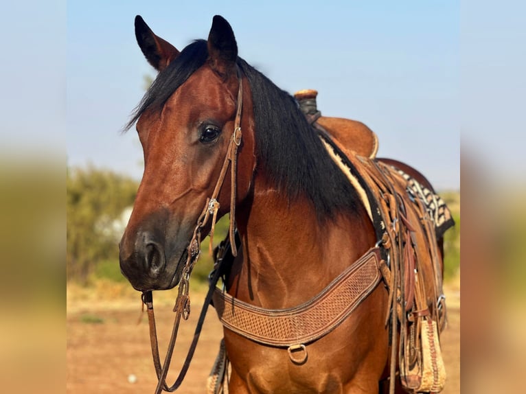Tinker Caballo castrado 3 años 150 cm Castaño rojizo in Byers TX