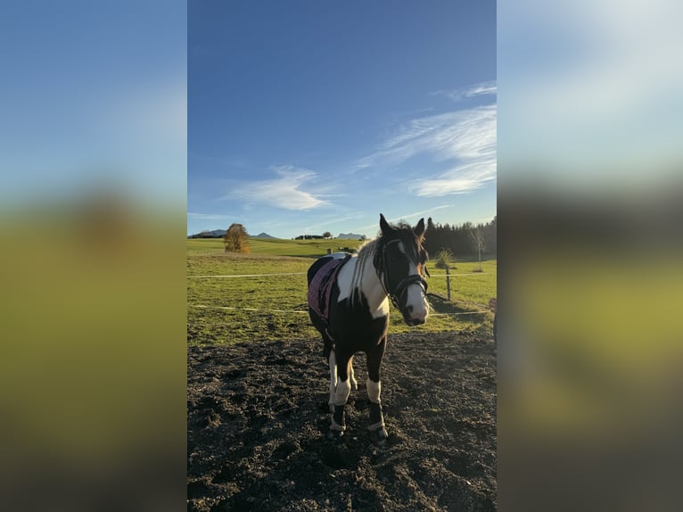 Tinker Mestizo Caballo castrado 3 años 150 cm Pío in Höslwang