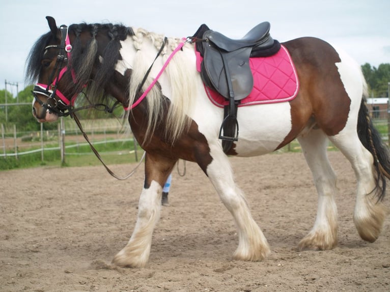 Tinker Caballo castrado 3 años 150 cm Tobiano-todas las-capas in Geffen
