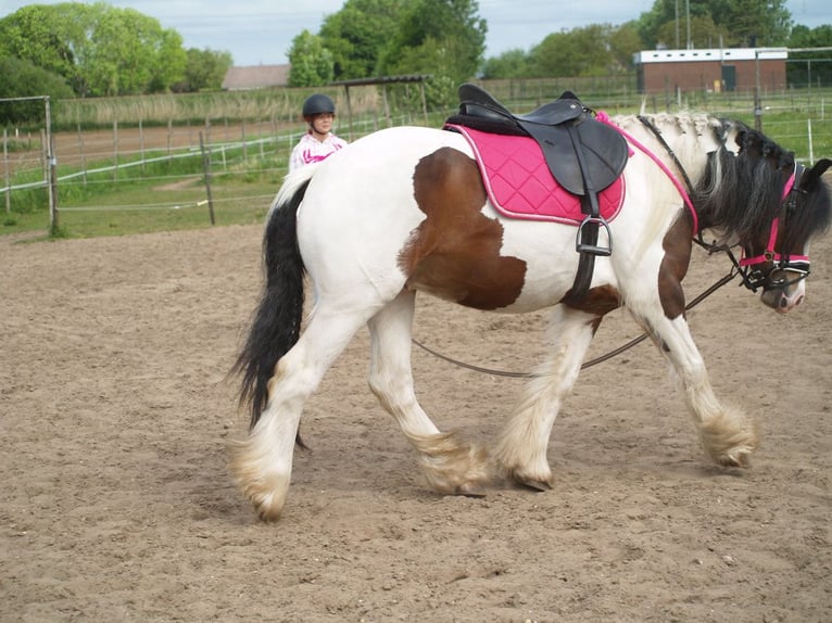 Tinker Caballo castrado 3 años 150 cm Tobiano-todas las-capas in Geffen