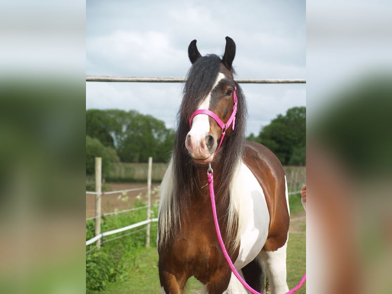 Tinker Caballo castrado 3 años 150 cm Tobiano-todas las-capas in Geffen