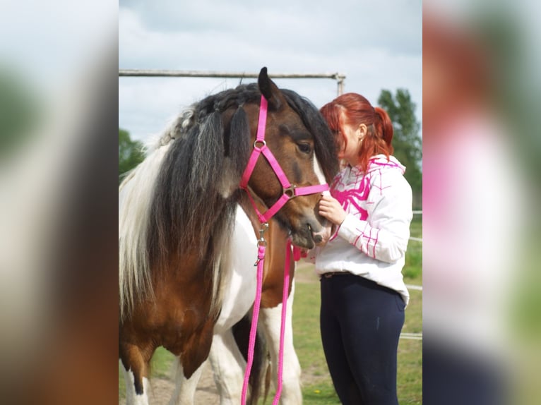Tinker Caballo castrado 3 años 150 cm Tobiano-todas las-capas in Geffen