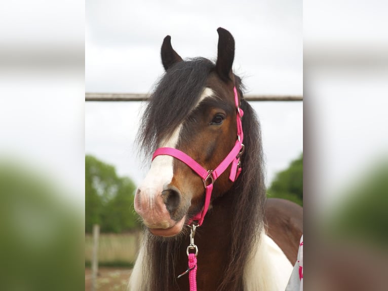 Tinker Caballo castrado 3 años 150 cm Tobiano-todas las-capas in Geffen