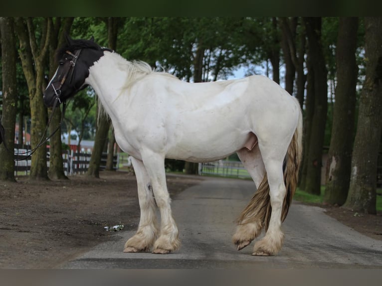 Tinker Caballo castrado 3 años 151 cm Pío in Lathen