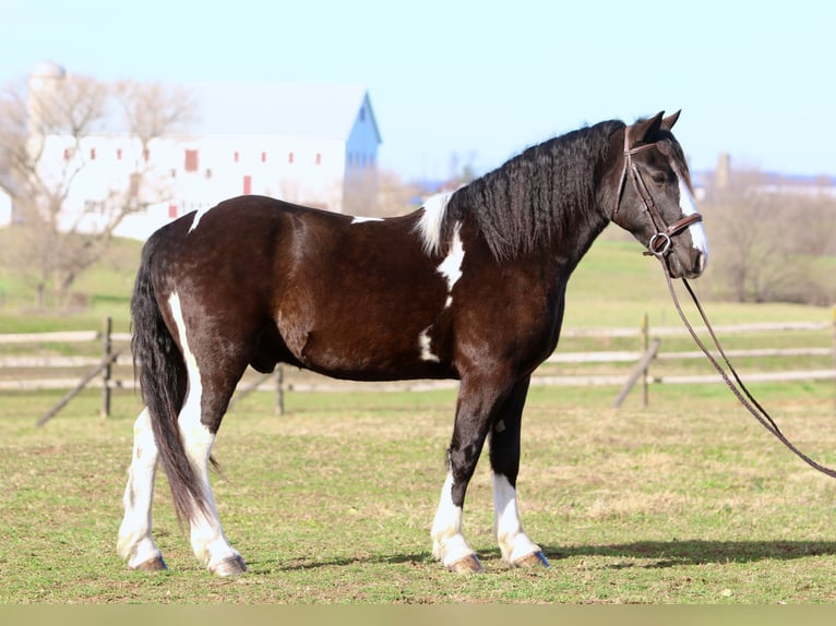 Tinker Mestizo Caballo castrado 3 años 152 cm Pío in Gap