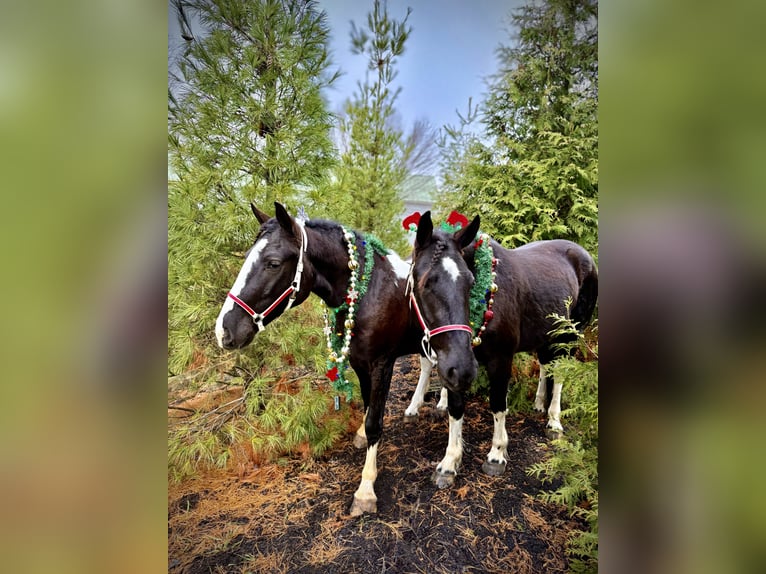 Tinker Mestizo Caballo castrado 3 años 152 cm Pío in Gap