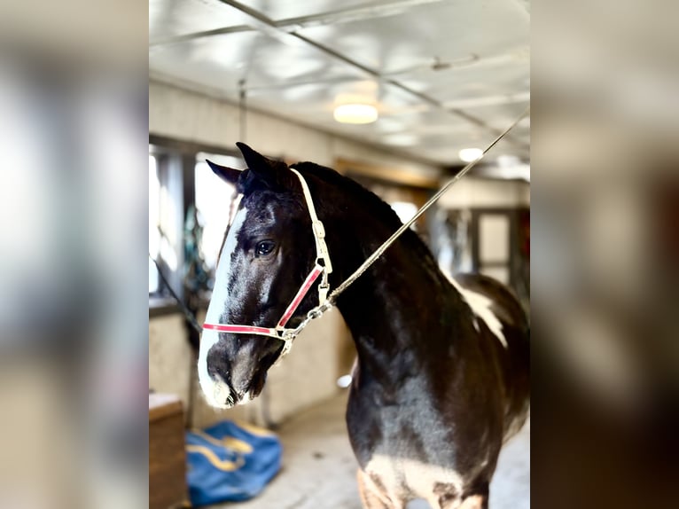 Tinker Mestizo Caballo castrado 3 años 152 cm Pío in Gap