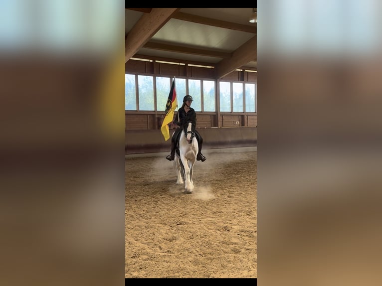 Tinker Mestizo Caballo castrado 3 años 155 cm Pío in Achstetten