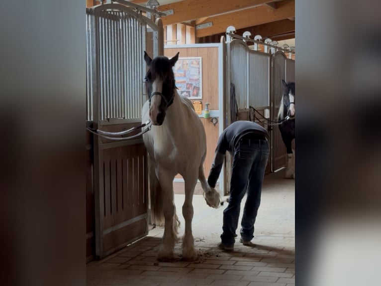 Tinker Mestizo Caballo castrado 3 años 155 cm Pío in Achstetten