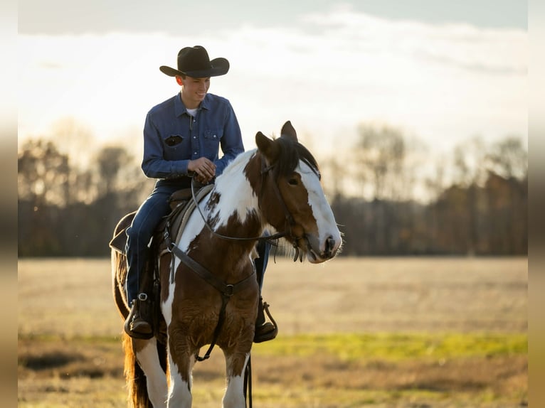 Tinker Mestizo Caballo castrado 3 años 160 cm Pío in Auburn