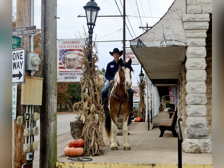 Tinker Mestizo Caballo castrado 3 años 160 cm Pío in Auburn