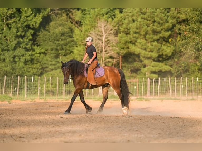 Tinker Mestizo Caballo castrado 3 años Castaño rojizo in Bloomburg