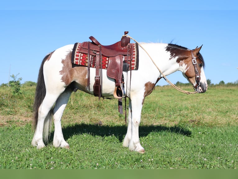 Tinker Mestizo Caballo castrado 3 años Pío in Waterloo