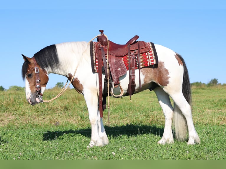 Tinker Mestizo Caballo castrado 3 años Pío in Waterloo