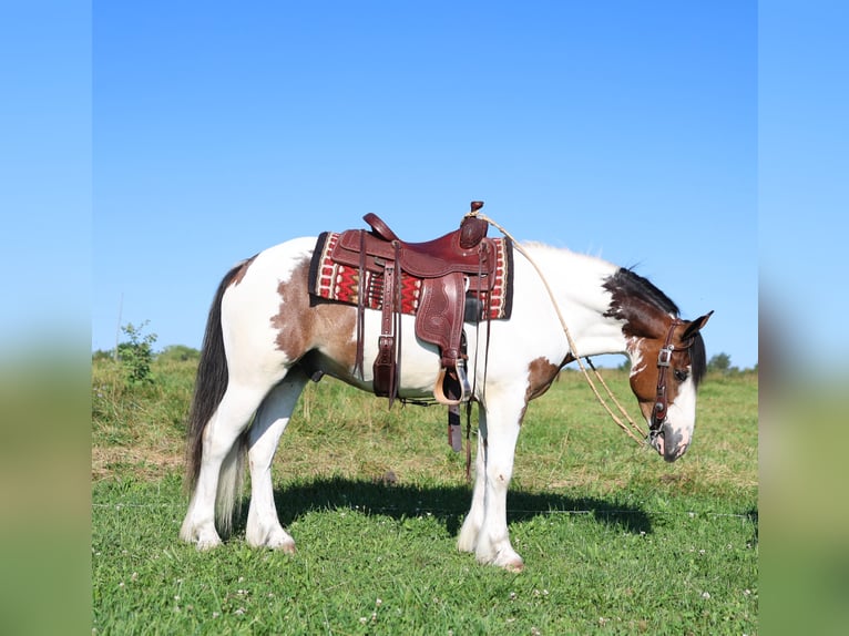 Tinker Mestizo Caballo castrado 3 años Pío in Waterloo