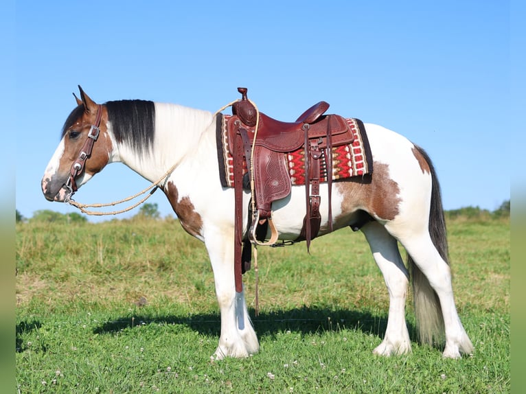 Tinker Mestizo Caballo castrado 3 años Pío in Waterloo