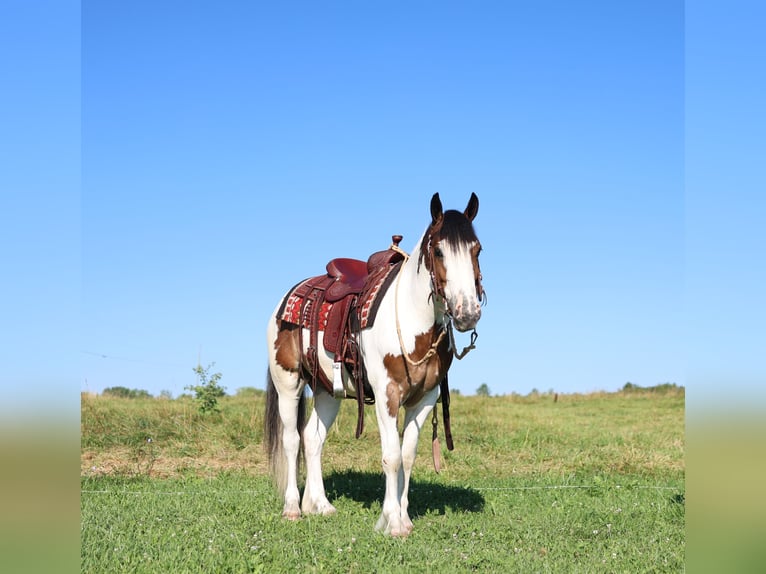 Tinker Mestizo Caballo castrado 3 años Pío in Waterloo