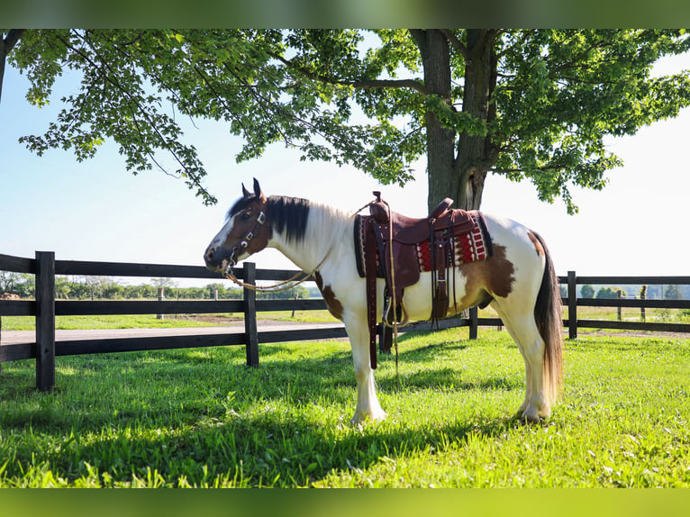 Tinker Mestizo Caballo castrado 3 años Pío in Waterloo