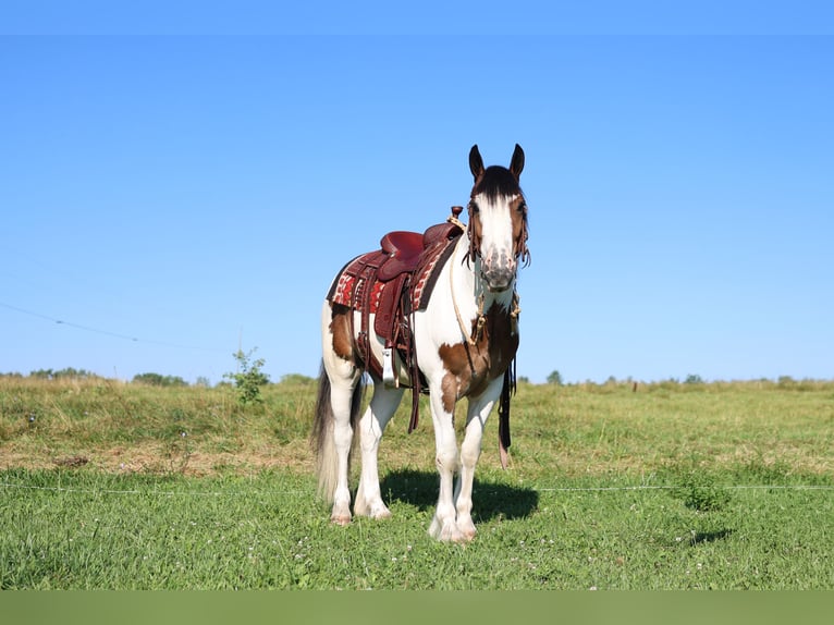 Tinker Mestizo Caballo castrado 3 años Pío in Waterloo