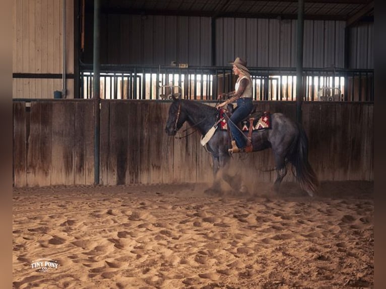Tinker Mestizo Caballo castrado 3 años Ruano azulado in Jacksboro