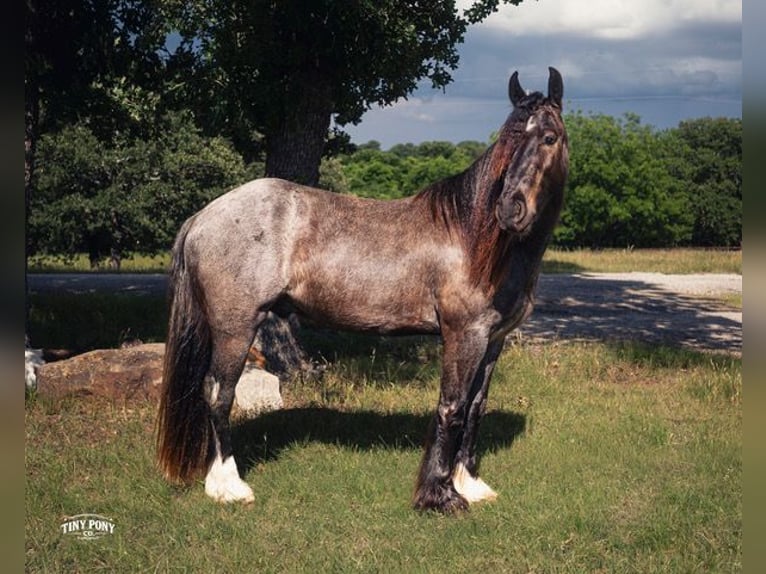 Tinker Mestizo Caballo castrado 3 años Ruano azulado in Jacksboro