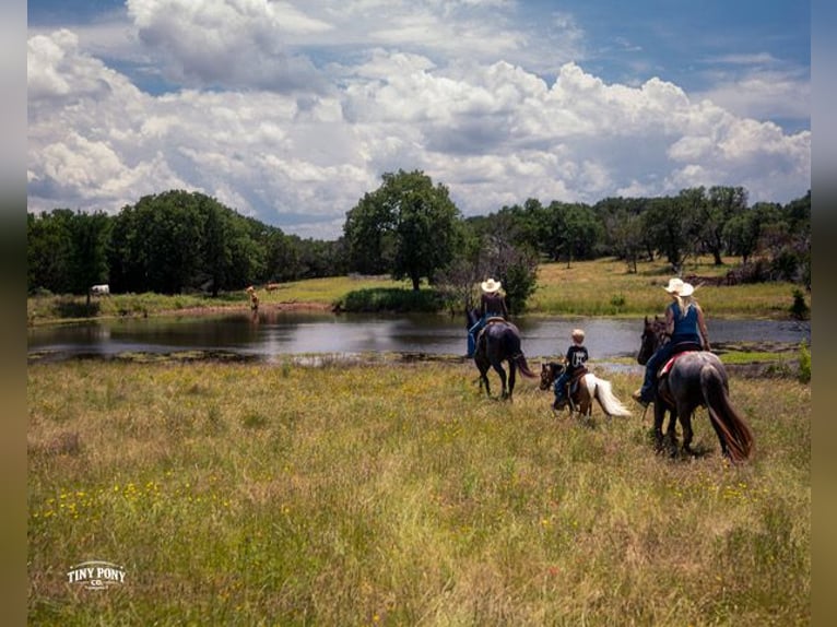 Tinker Mestizo Caballo castrado 3 años Ruano azulado in Jacksboro